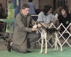 American Bulldog Breeder in  Michigan